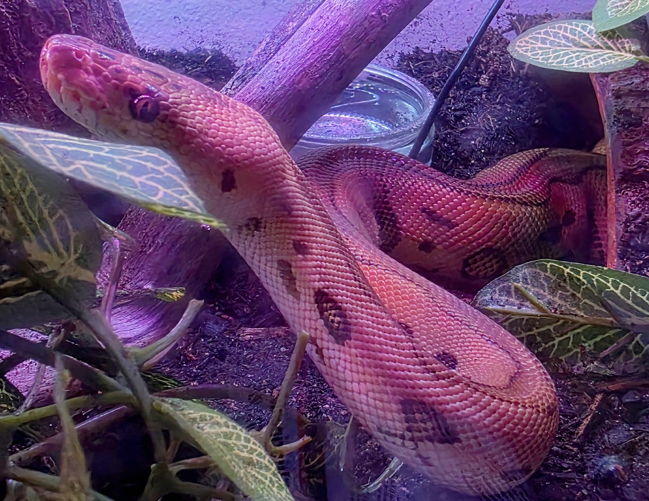 Adult ball python being supported calmly across two points of contact