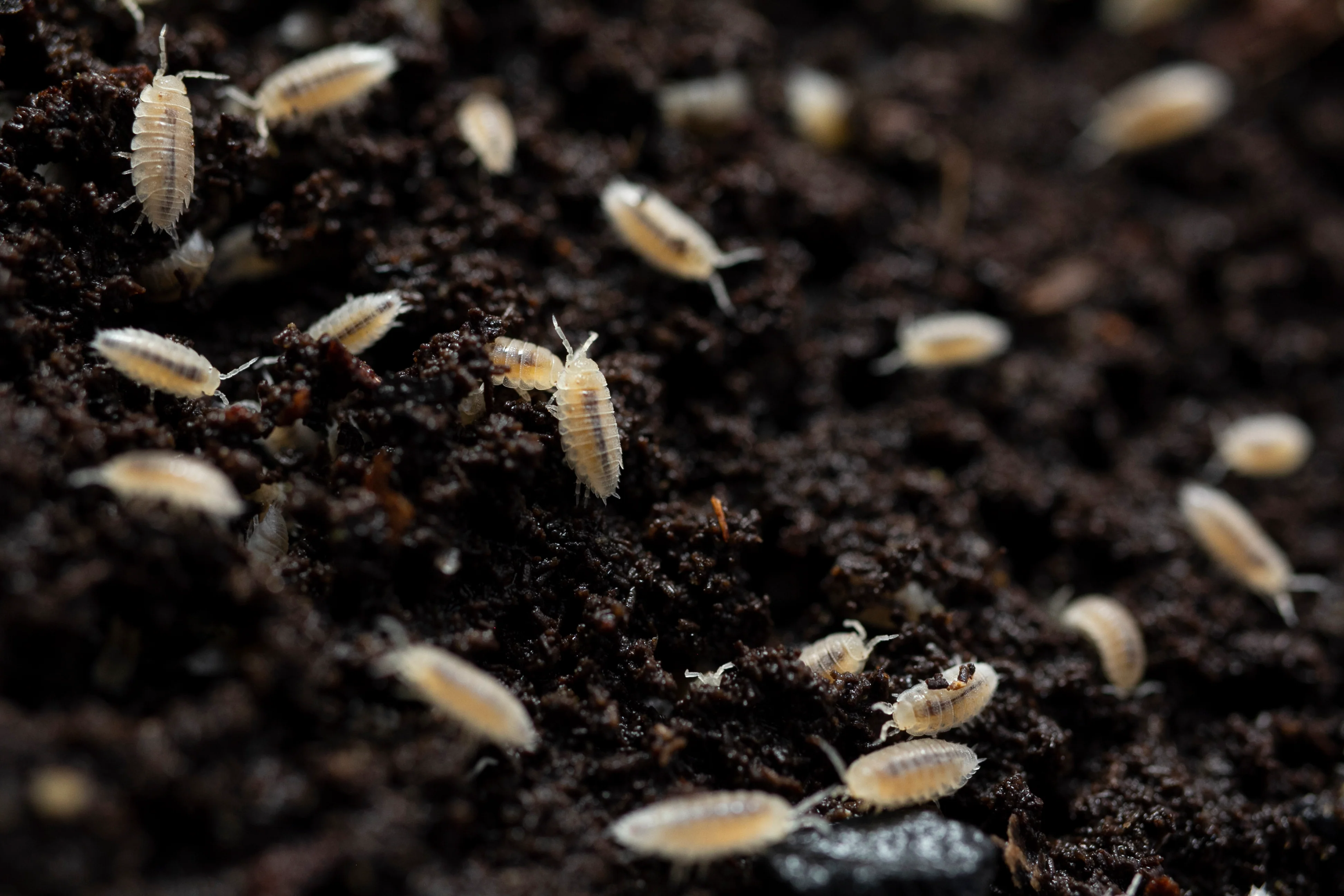 Dwarf white isopods foraging through soil and leaf litter