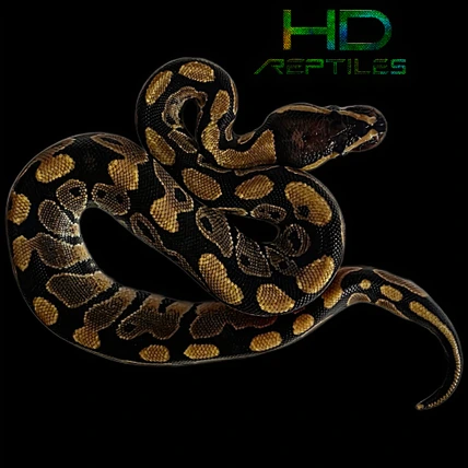 Fire Het Axanthic (VPI) Het Clown