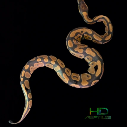 Fire Het Axanthic (VPI) Het Clown