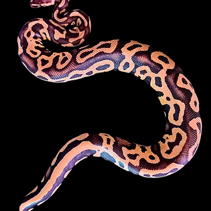 Firefly Leopard Paradox Het Axanthic (VPI) Het Clown