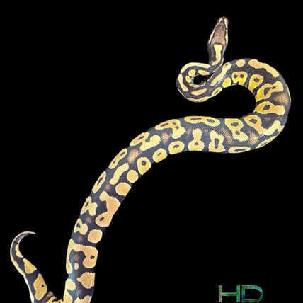 Firefly Pos Leopard Het Axanthic (VPI) Het Clown