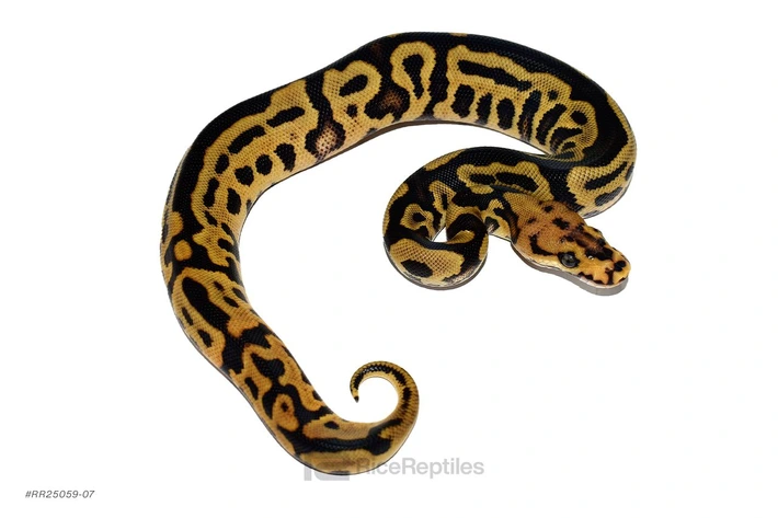 Josie