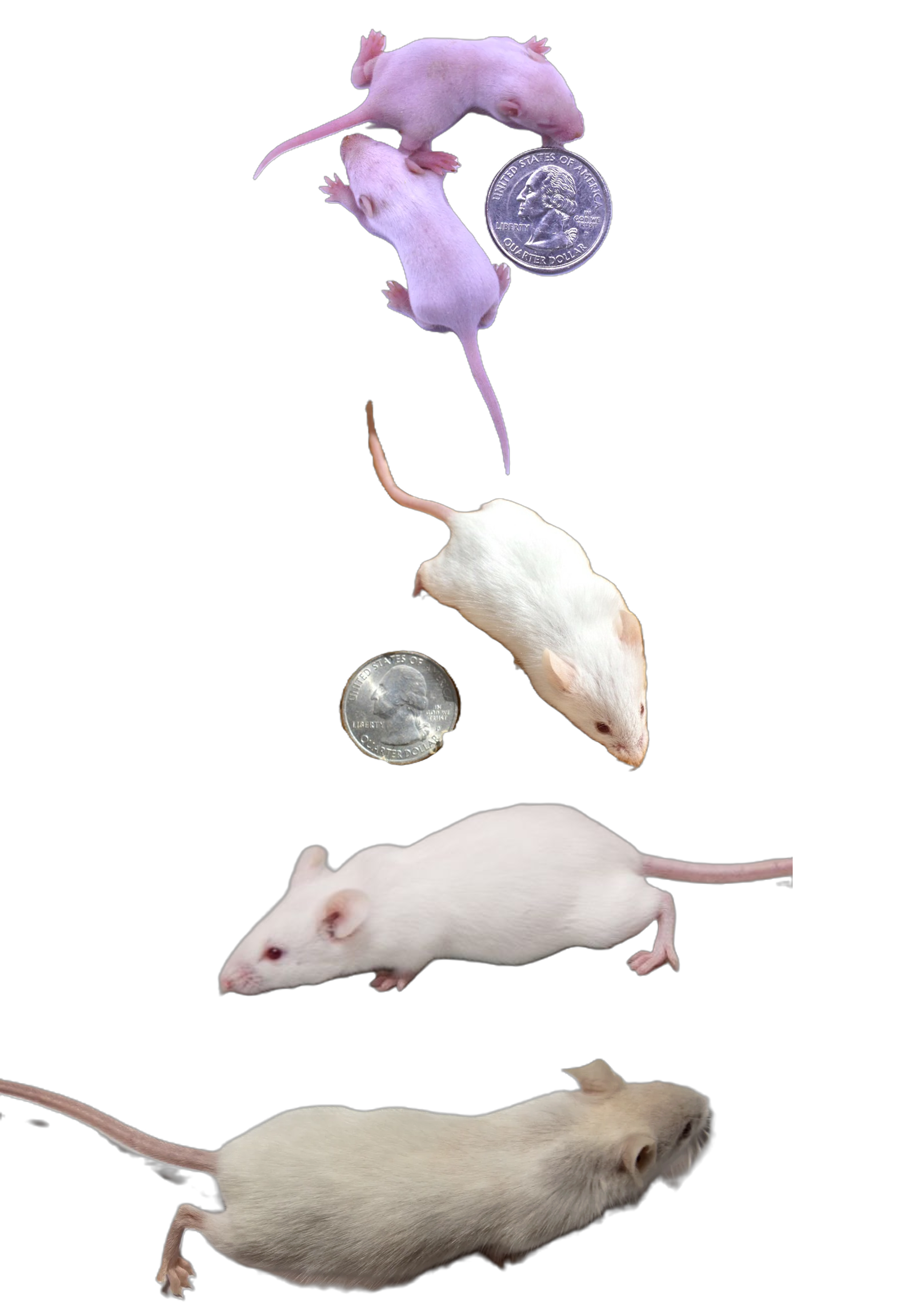 Reference photo comparing mouse feeder sizes from fuzzy through adult, with a US quarter for scale