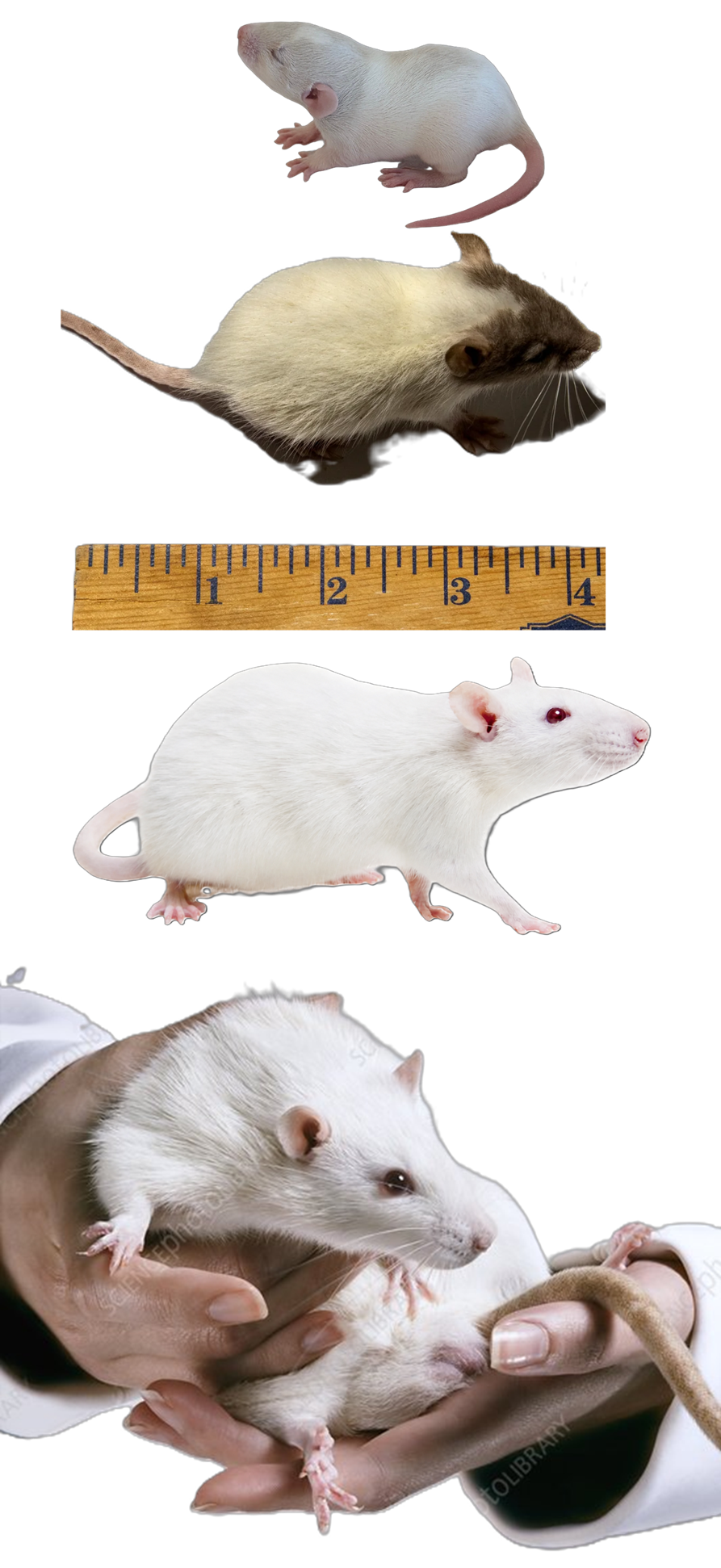 Reference photo comparing rat feeder sizes from fuzzy through adult, with a ruler for scale