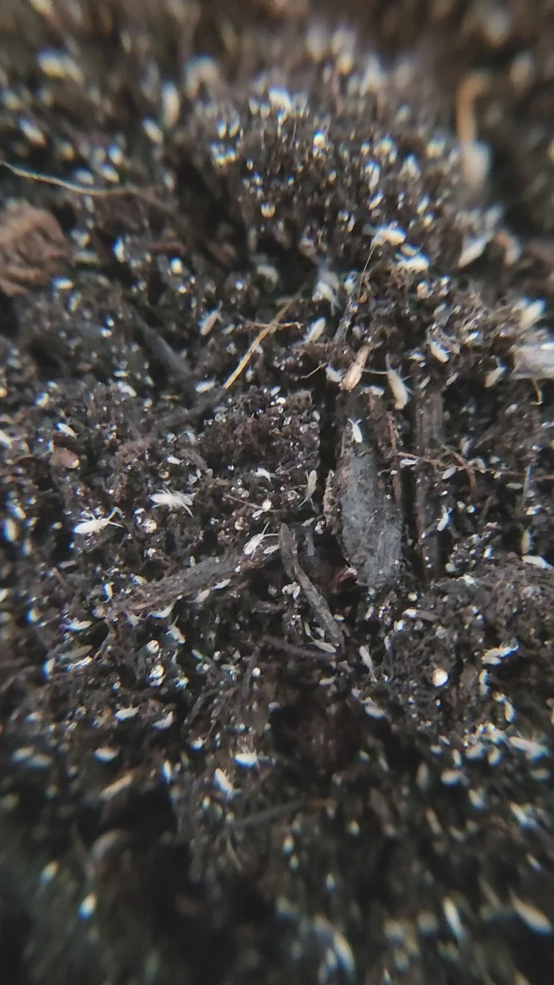 Tropical springtails living on damp substrate